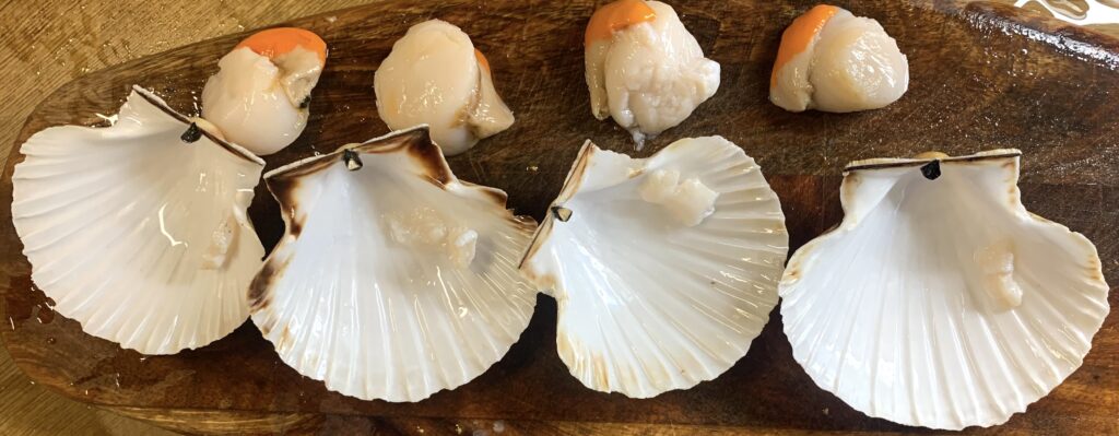 Scallops