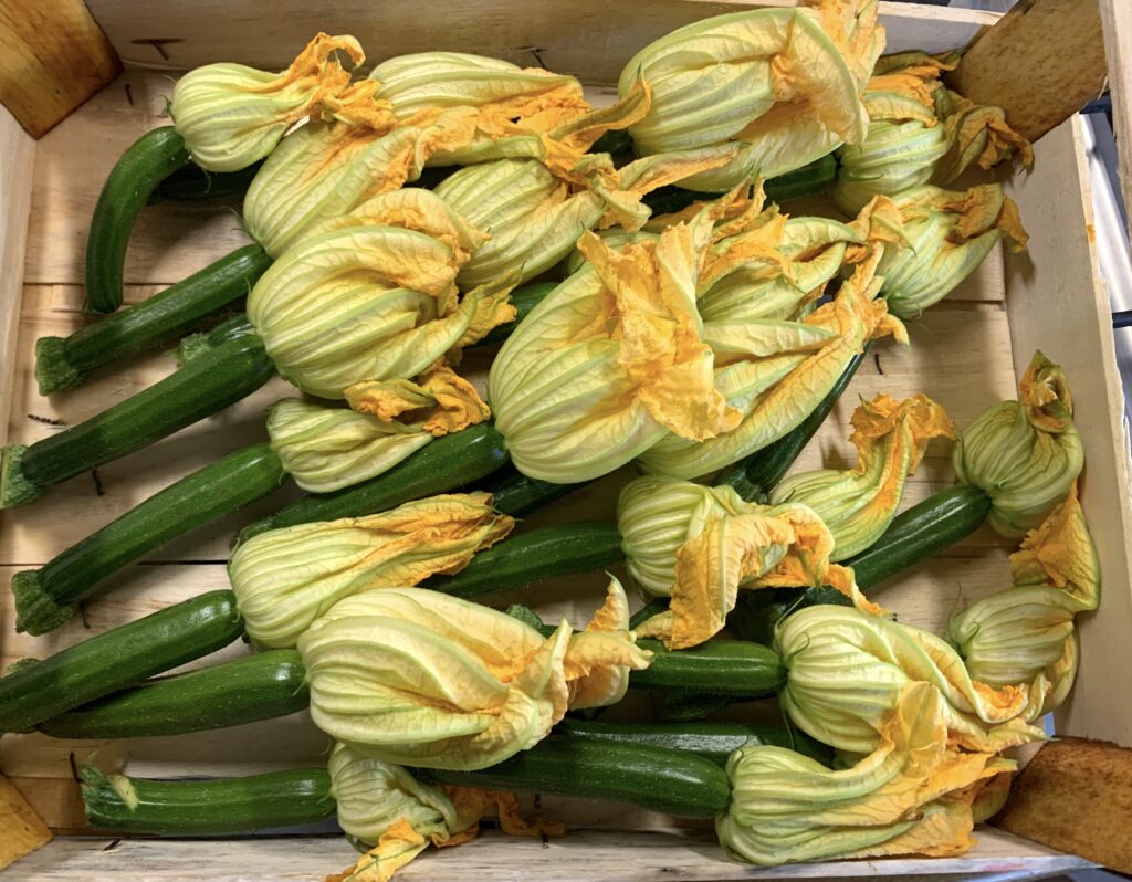 flowers of courgette