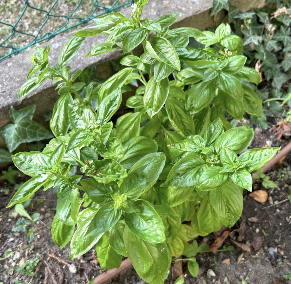 basil in the garden