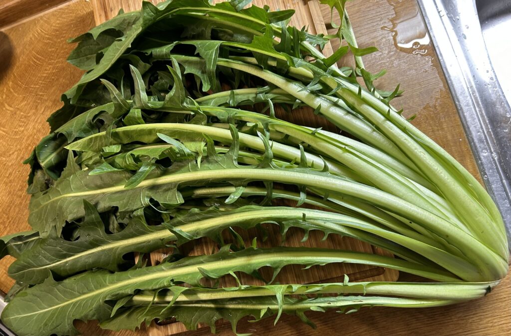 washed chicory